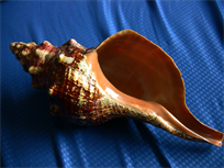 Large Horse Conch Seashell 14" large